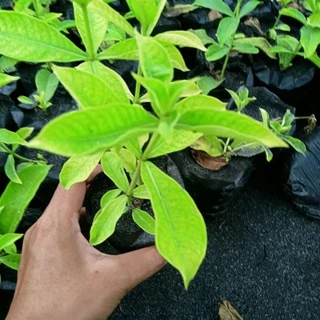 บานบุรีสีชมพูโอรส1ต้นถุงดำเป็นสีที่หายากไม้ประดับ
