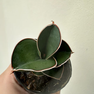 Sansevieria Samurai ซามูไรแคระ