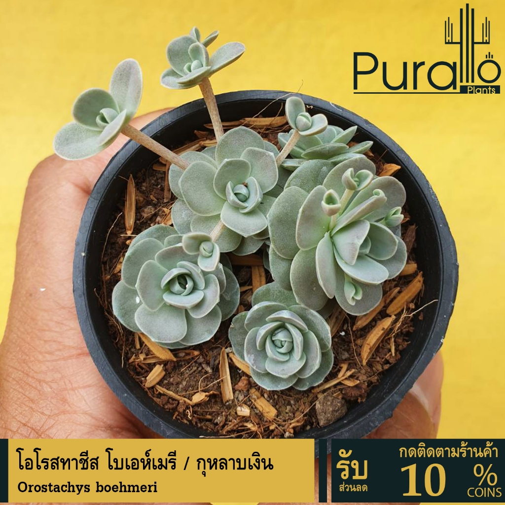 ต้นไม้อวบน้ำ กุหลาบหิน กุหลาบเงิน Orostachys boehmeri #succulent #เมล็ดพันธุ์พืช #กระถาง