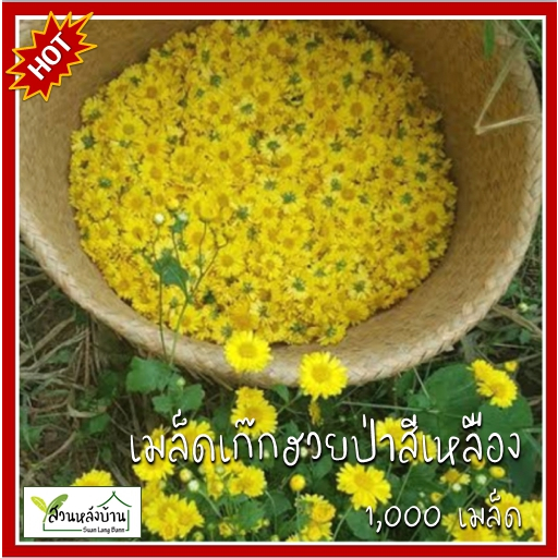 1,000 เมล็ด เก๊กฮวยเหลือง เมล็ดเก๊กฮวยเหลือง เมล็ดพันธุ์เก๊กฮวย เมล็ดเก๊กฮวย เก๊กฮวย