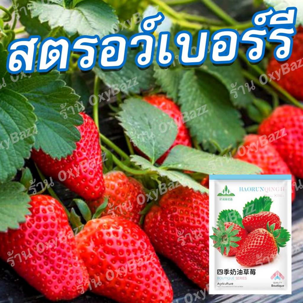 เมล็ดสตรอว์เบอร์รี 200 เมล็ด เมล็ดพันธุ์สตอว์เบอร์รี Strawberry เมล็ดสตรอเบอรี่สีแดง