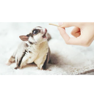 Hambit. อาหารชูการ์ไกรเดอร์ โปรตีน40%