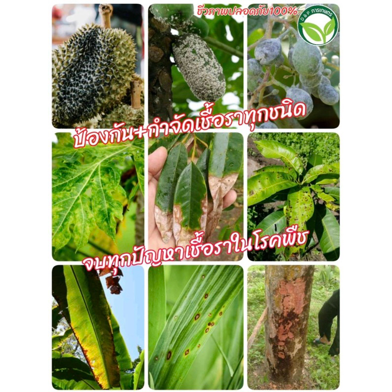 ไตรโคเดอร์มา 2in1 ขนาด 1 ลิตร-1000cc กำจัด-ป้องกันโรคเชื้อรา+ฟื้นฟู - รูปที่ 4