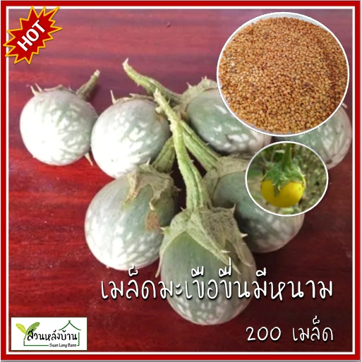 เมล็ดพันธุ์มะเขือขื่นกรอบ 200 เมล็ด