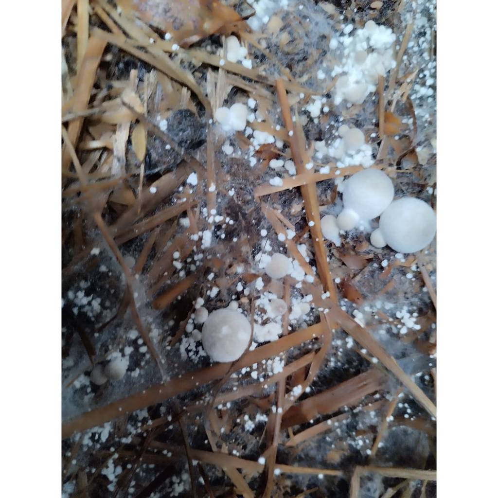 เชื้อเห็ดฟางอีแป๊ะ 4 ถุง ผสมอาหารเสริม,แป้งข้าวเหนียว,รำอ่อน เชื้อเดินดีแล้ว พร้อมเพาะ - รูปที่ 3