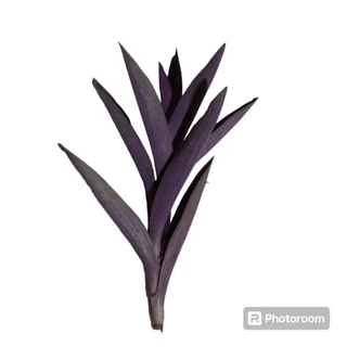 ต้นหัวใจสีม่วง เด็ดยอดสด ชุด20ต้น(3แถม1ชุด)