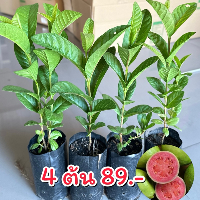 ต้นฝรั่งขี้นกไส้แดง (ชุด4ต้น 89.-)