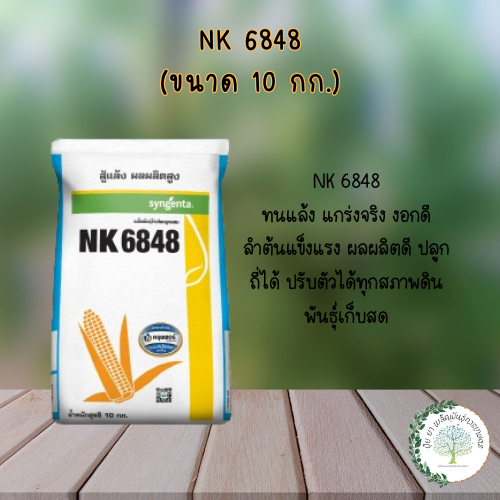 NK 6848 (10 กก.) ทนแล้ง งอกดี ลำต้นแข็งแรง ผลผลิตดี ปลูกถี่ได้ ปรับตัวได้ทุกสภาพดิน พันธุ์เก็บสด