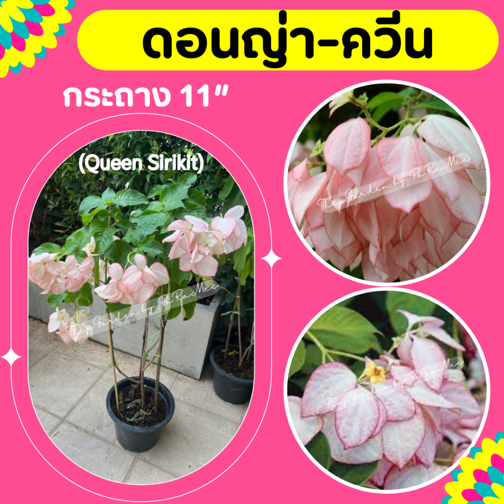 ต้นดอนญ่าควีนสิริกิต์ สีชมพูอ่อน