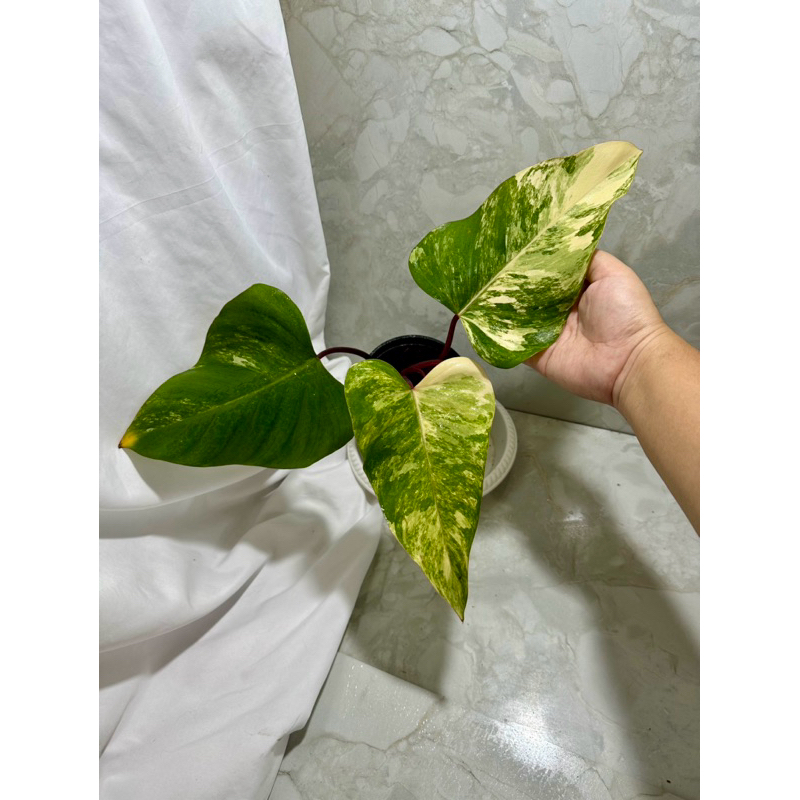 Philodendron red emerald/strawberry shake