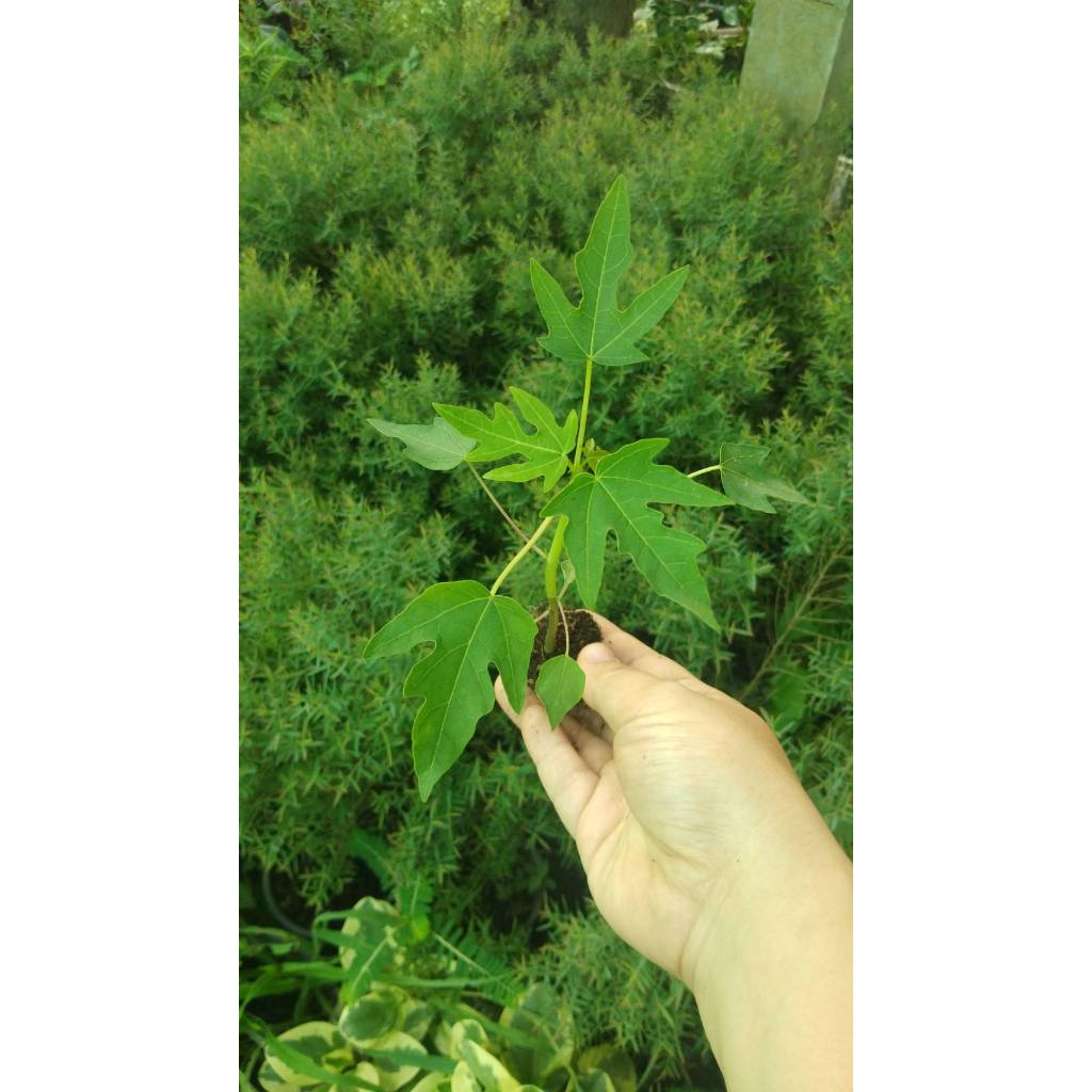 ต้นกล้า มะละกอฮอลแลนด์ ต้นละ 12บาท ซื้อ 10แถม 2ต้น พร้อมปลูก ทานสุกได้ หวานอร่อยมาก ส่งแบบห่อตุ้มส่ง - รูปที่ 6