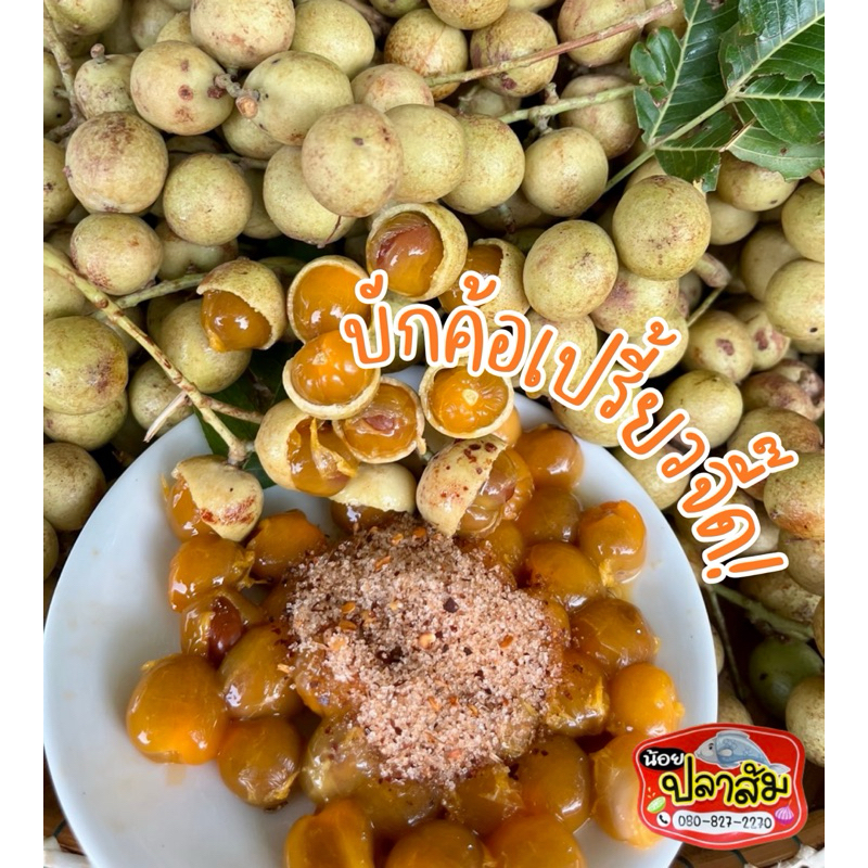 (ฤดูกาล 2569) บักค้อเปรี้ยวจี๊ด (ลูกค้อ,ตะคร้อป่า) 🍊 สดๆจากป่า🌳 อร่อยจนน้ำลายไหล🤤