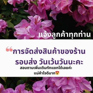 กลีบกุหลาบอบแห้ง 50 กรัม ชากุหลาบ กุหลาบออแกนิก 🌹ทำขนม🌹ชงชา🌹ใส่หน้าเค้ก🌹พร้อมส่ง!! 玫瑰茶 Dried rose petals edible flower