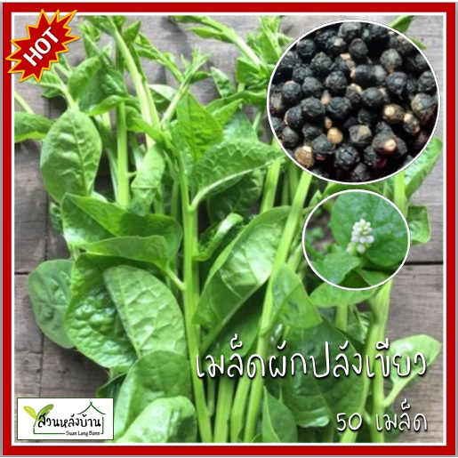 50 เมล็ด ผักปลังขาว เมล็ดผักปลัง เมล็ดผักปลังเขียว เมล็ดผักปลังขาว ผักปรัง เมล็ดผักปรัง