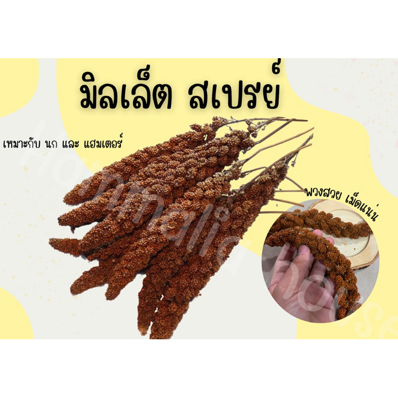 [Hammalia house]มิลเล็ตสเปรย์ ธัญพืช แบ่งขาย สำหรับแฮมเตอร์และนก