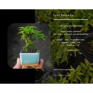 โมกเวียดนาม 🌸(Wrightia Vietnamensis)บอนไซจิ๋ว บอนไซแคระ ไม้ทำบอนไซกระถาง 3” mamebonsai