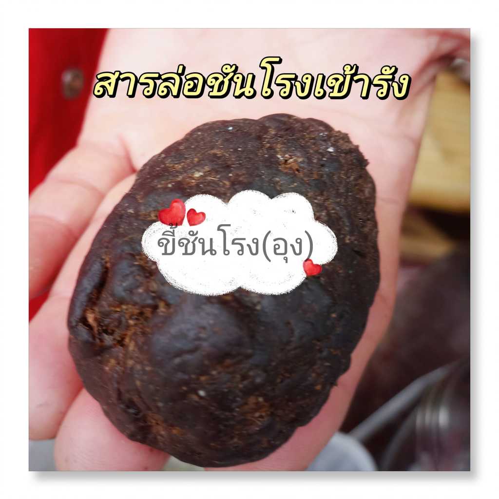 ขี้ชันโรง(อุง)ภาคใต้100 กรัม ส่งตรงจากสวน สารล่อชันโรงขนเงิน ปลายปีกขาว เร่งให้เข้าอยู่เร็วขี้น