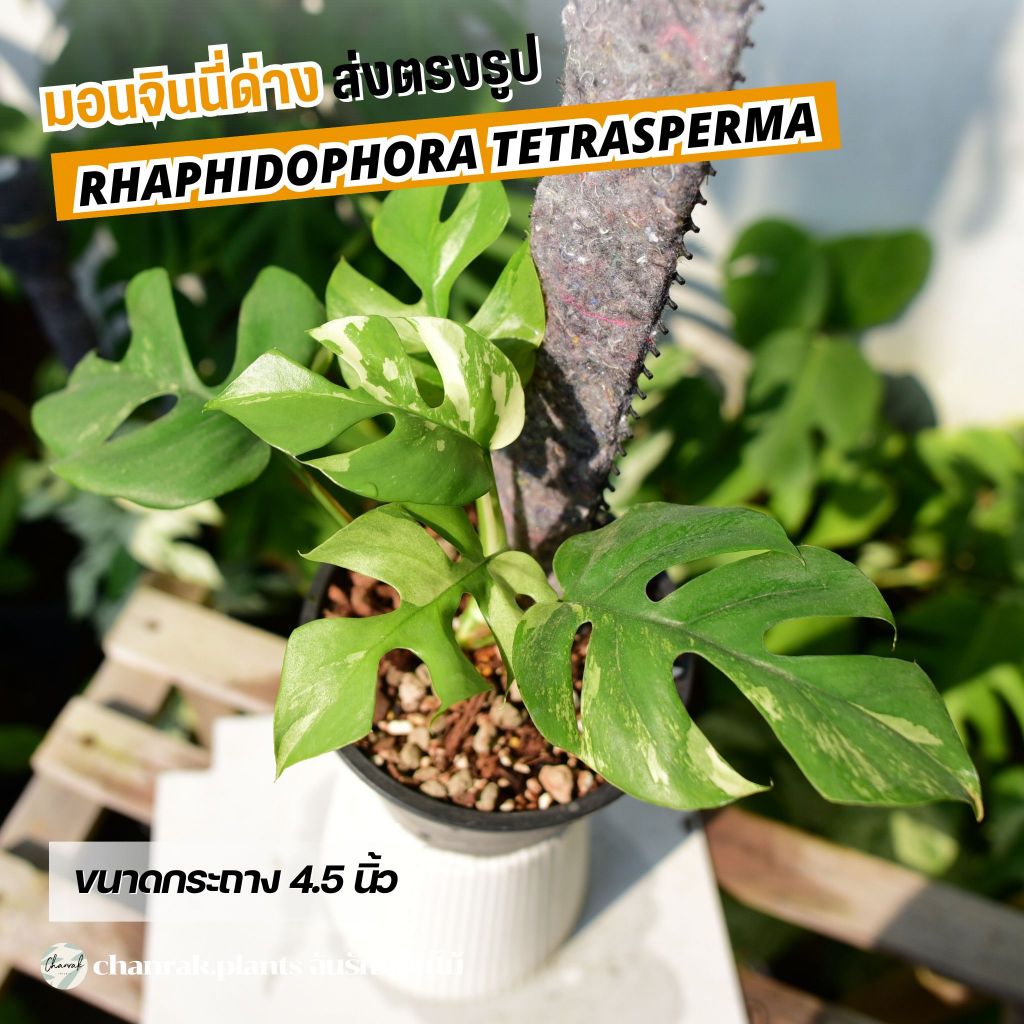 (ด่าง) มอนจินนี่ มอนสเตอร่าจินนี่ Rhaphidophora tetrasperma