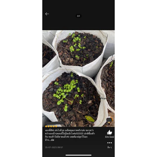 เมล็ดพันธุ์ เคลใบหยิก 100 เมล็ด [ 10แถม2 ]คละได้
