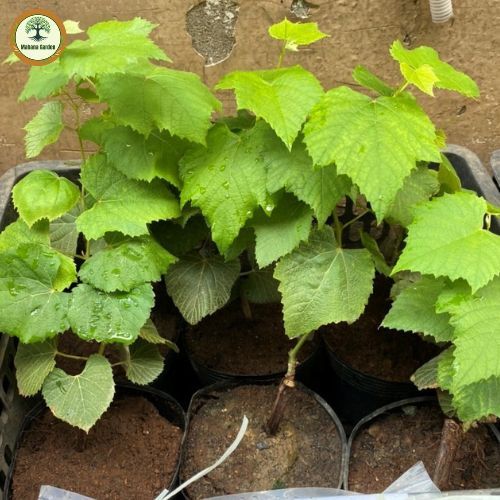 องุ่นแดงคริมสันออสเตรเลีย อันโด่งดังมีรสชาติหวาน, กรอบเป็นพิเศษ ต้นกล้าสูง 60-80 ซม - รูปที่ 4