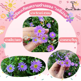 F14 เดซี่แดง ชมพู เหลือง ม่วง ดอกไม้กินได้ ขนาด 8 นิ้ว ส่งทั้งกระถาง ดอกไม้มินิมอลแต่งหน้าเค้ก เดซี่ไข่ดาว ขาว ญี่ปุ่น