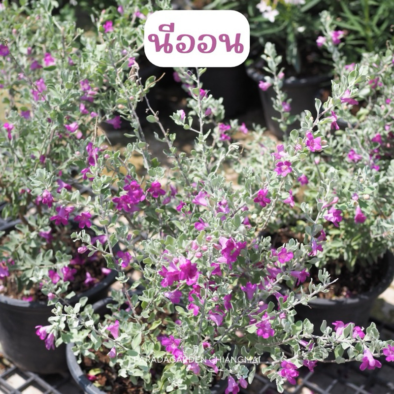 นีออน ใบเงิน ดอกสีม่วงบานเย็น กระถางขนาด 11 นิ้ว
