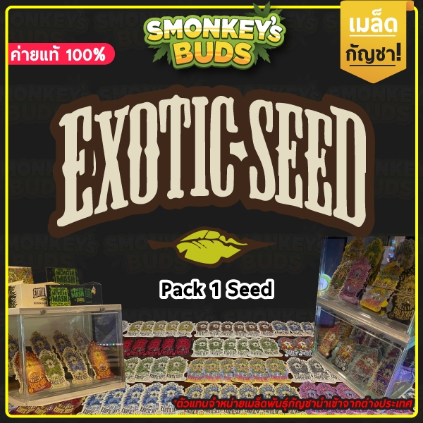 ค่าย Exotic Seed ค่ายแท้ จากตัวแทนเมล็ดพันธุ์กัญชานอก