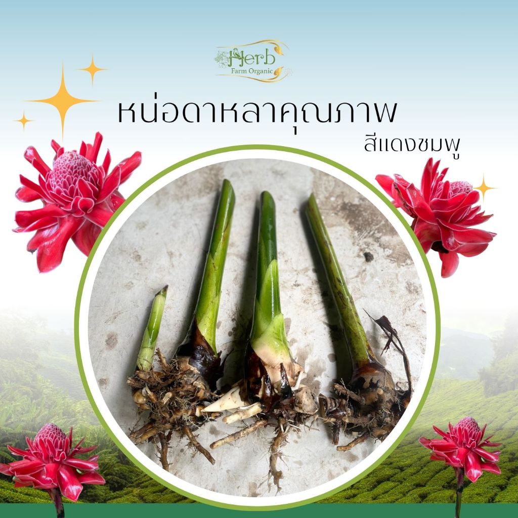 หน่อดาหลาสีแดง สีชมพู 3 หน่อ ปลูกประดับตกแต่งบ้านและสวน ดอกหอมกินได้ หน่อออกเยอะ ดอกดกจัง