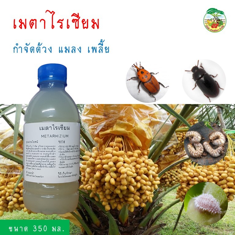 เมตาไรเซียม (MTa) เมธาไรเซียม เมทาไรเซียม สำหรับการป้องกัน กำจัด และควบคุม แมลง หนอน ด้วง เพลี้ย ไร ขวด 350 มล.