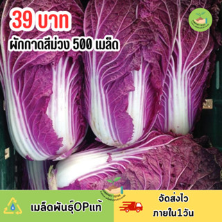 เมล็ดพันธุ์ผักกาดม่วง 500 เมล็ด