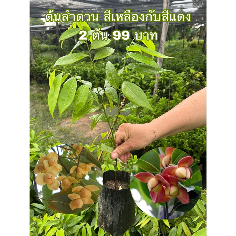 ( พร้อมส่ง ‼️ ) ต้นลำดวน 2 ต้นราคา 199 บาท 🌺🌼 มีสองสีให้เลือก ต้นไม้ประดับ ปลูกเพื่อส่งเสริมบารมี มีกลิ่นหอม 🚚🌳