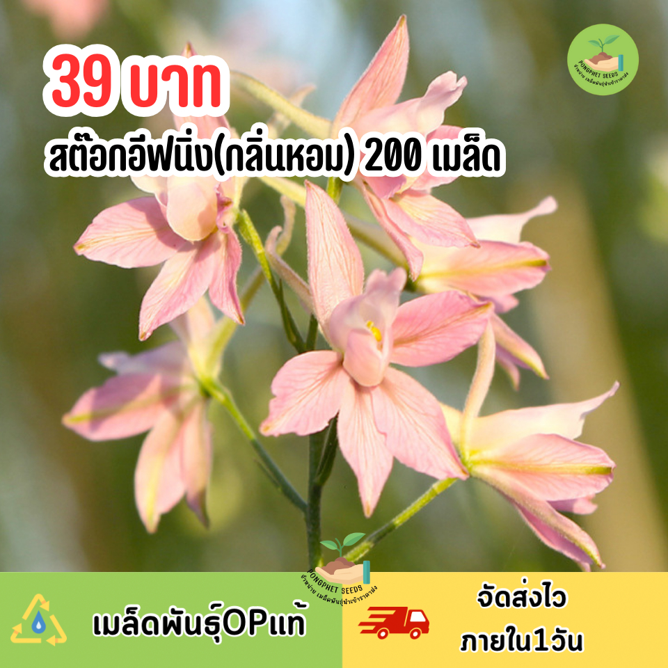 เมล็ดพันธุ์สต๊อกอีฟนิ่ง(ดอกไม้กลิ่นหอม) 200 เมล็ด