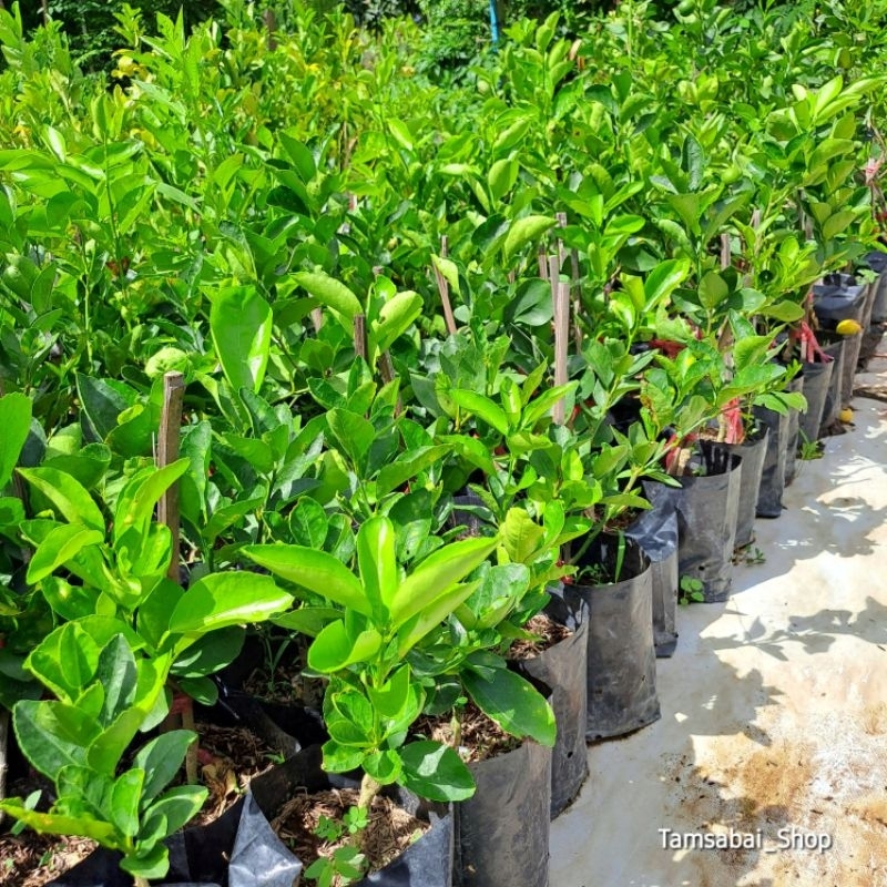 ต้น มะนาวทูลเกล้า(ต้นแบบเสียบยอด) มะนาวไร้เมล็ด ลูกใหญ่ เปลือกบาง น้ำเยอะ กลิ่นหอม  ต้นแข็งแรงรากเดินดี พร้อมติดดอกออกผล - รูปที่ 2