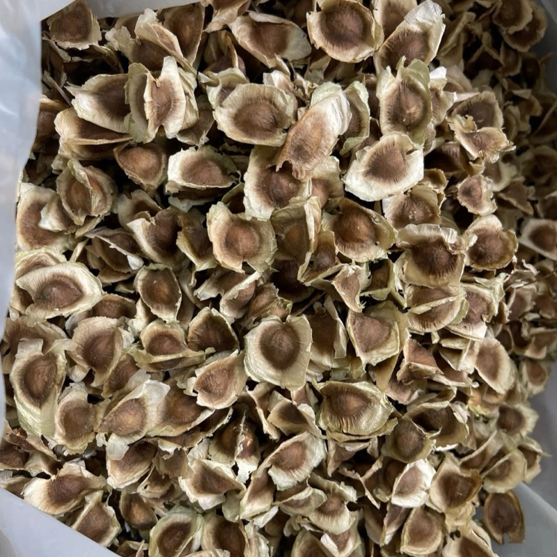 เม็ดมะรุม เม็ดมะรุมแห้ง 100 กรัม Moringa Seed