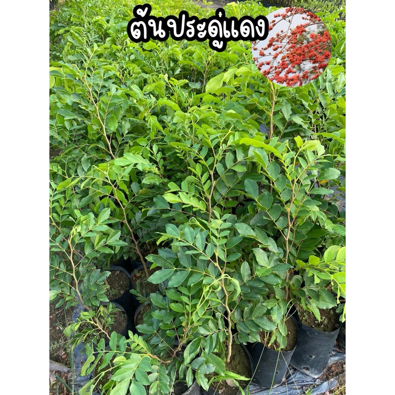 ต้นประดู่แดง ไม้ยืนต้น ไม้หายาก ต้นแข็งแรง