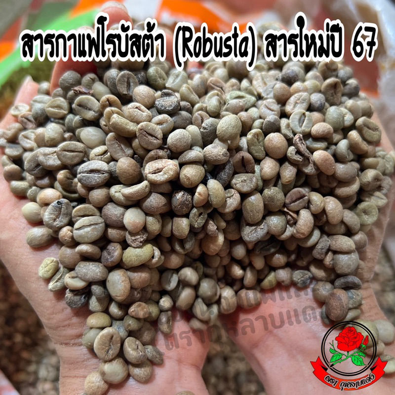 สารกาแฟโรบัสต้า (Robusta) แท้ 100% สารใหม่ปี 67 รวมไซส์ คละเกรด (ยังไม่ผ่านการคัด) ขนาด 500ก. และ 1กก. ตรากุหลาบแดง