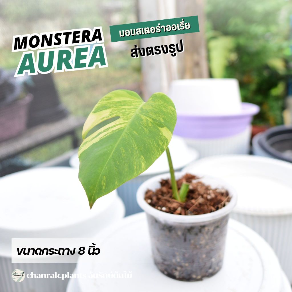 Monstera aurea มอนสเตอร่าออเรีย (ไม้วางข้อ) ส่งฟรี ส่งต้นตรงรูป