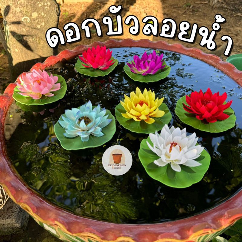 ดอกบัว,ดอกบัวลอยน้ำ,ดอกบัวตกแต่ง,บัวลอยน้ำ,บัวเศรษฐีลอยน้ำ