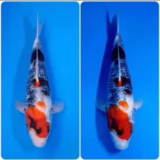 Zenkoi สูตรสมดุล กระสอบ 20 Kg. อาหารปลาคาร์ฟเซนโค่ย สำหรับปลาคาร์ฟ ปลาทอง ปลาสวยงาม