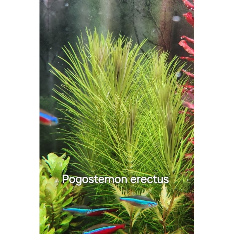 Pogostemon erectus ไม้เขียวสดใบแหลม