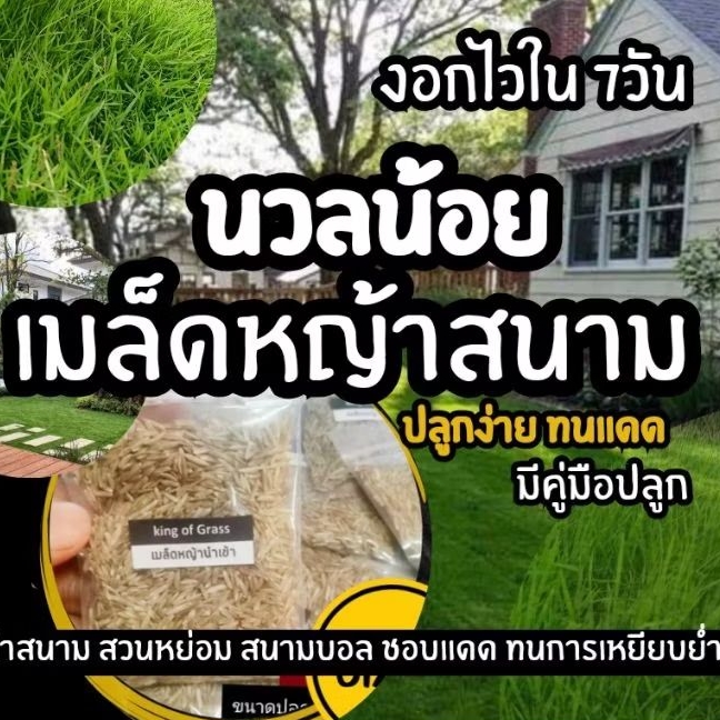 เมล็ดหญ้านวลน้อย สนาม สนามบอล 2-5 ตารางเมตร