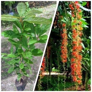 ต้นจิกน้ำ ต้นกระโดนน้ำ ต้นสูง 60-80 cm