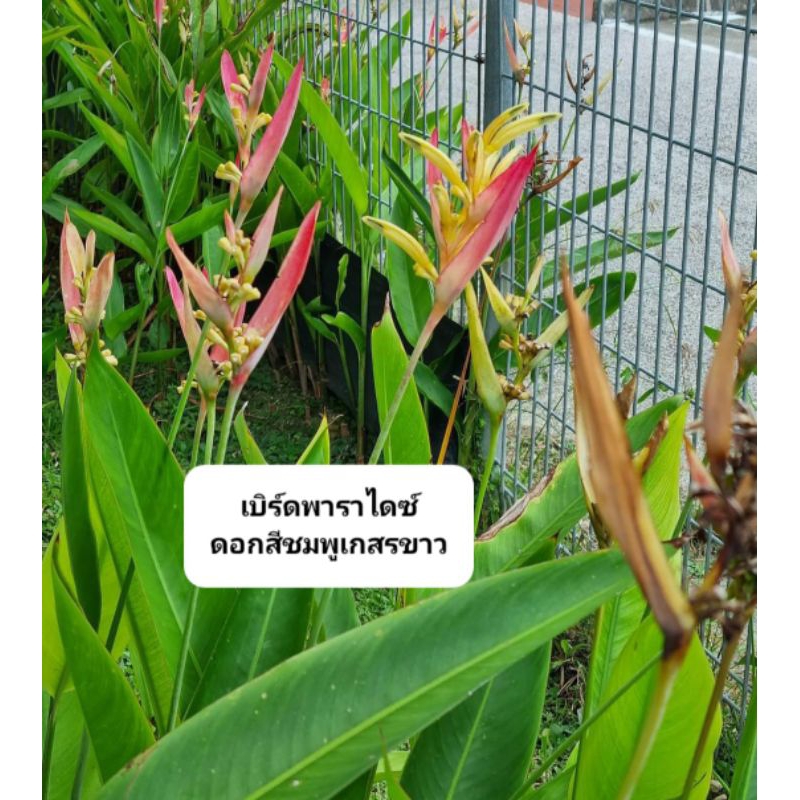 เบิร์ดพาราไดซ์ ดอกสีชมพูเกสรขาว (ส่งแบบถุงชำมีใบ)