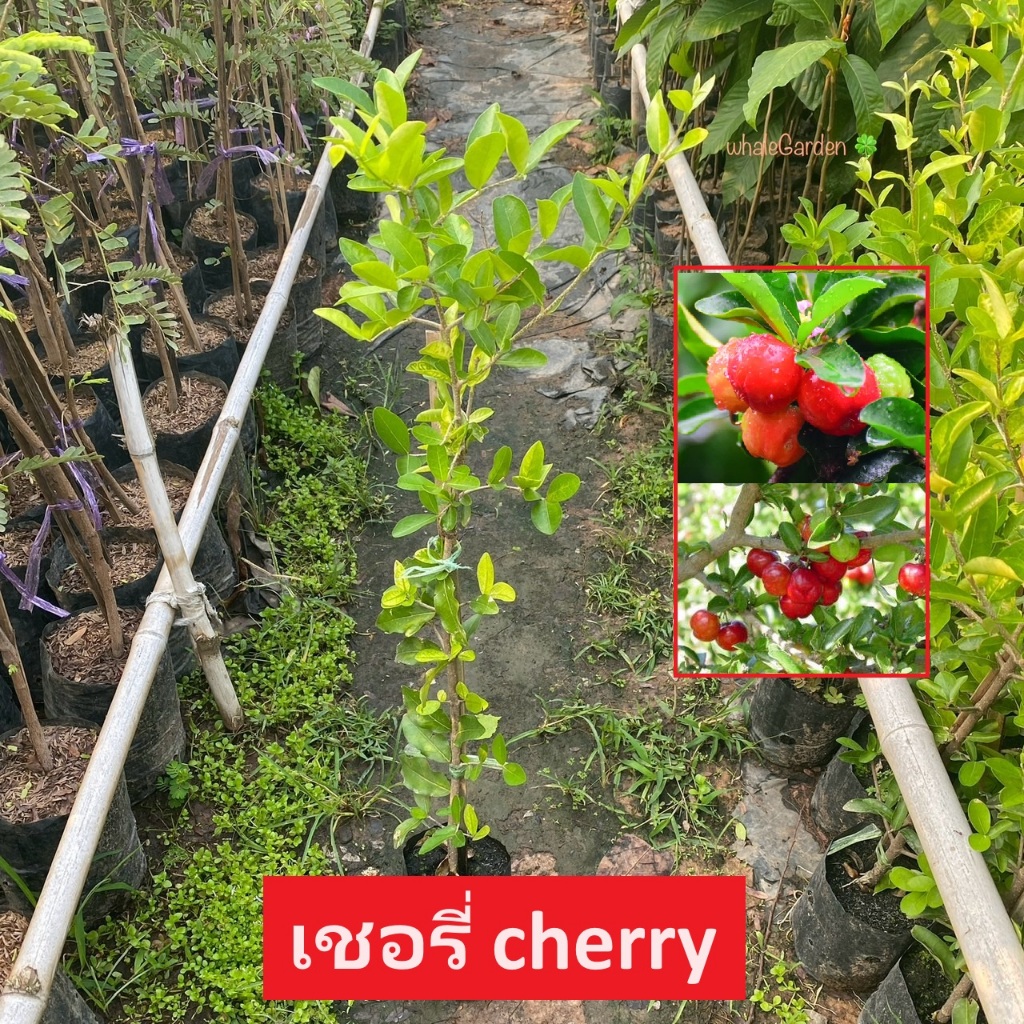 ต้นเชอร์รี่ เชอร์รี่ Cherry กิ่งตอน ติดผล ภายใน3-5เดือน รสหวาน  (รับประกัน ส่งใหม่ฟรี หากสินค้าเเสียหาย!!)