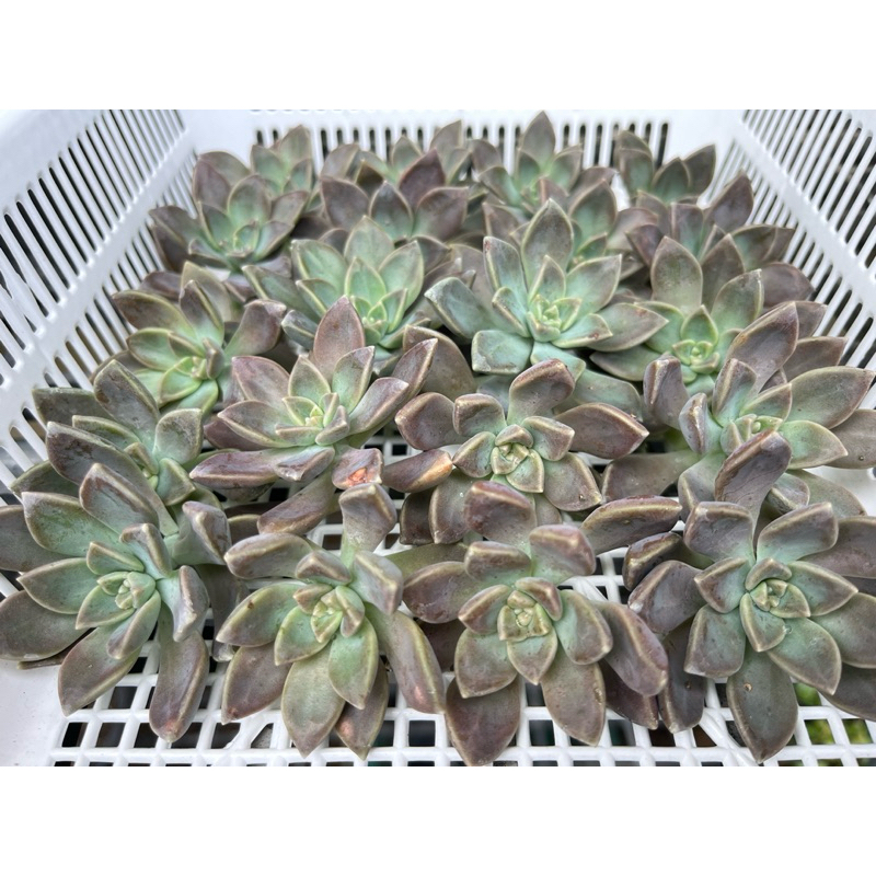 Graptopetalum Alunpei (อาหลงเพ่ย) กิ่งตัดสด ชุด 20 ยอด