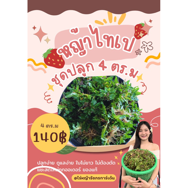 หญ้าไทเป ชุด 4ตร.ม⛳️จัดสวนสวย🦋