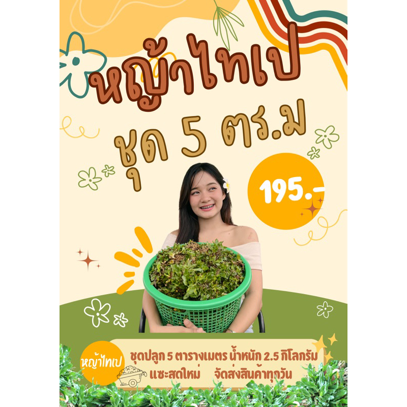 หญ้าไทเปชุดปลูก5 ตารางเมตร 195.-  ✅ของแท้ ส่งไว ส่งจริง🔥🔥🔥