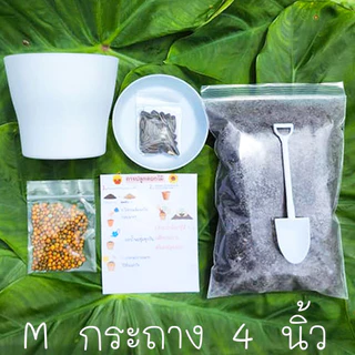 ชุดปลูกดอกไม้📌สำหรับมือใหม่หัดปลูก🎯ถูกที่สุด34บ.🎯ชุดพร้อมปลูก☘️เดซี่☘️ทานตะวัน☘️ยิปโซฟีล่า🌱ดาวกระจาย☘️บานชื่น