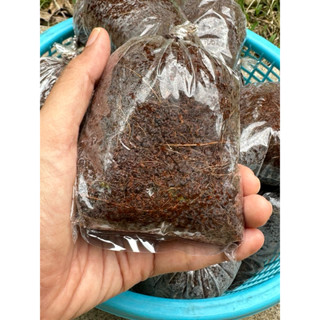 ตุ้มตอนกิ่ง~10ฟรี2~~ขนาด 4x6 นิ้ว