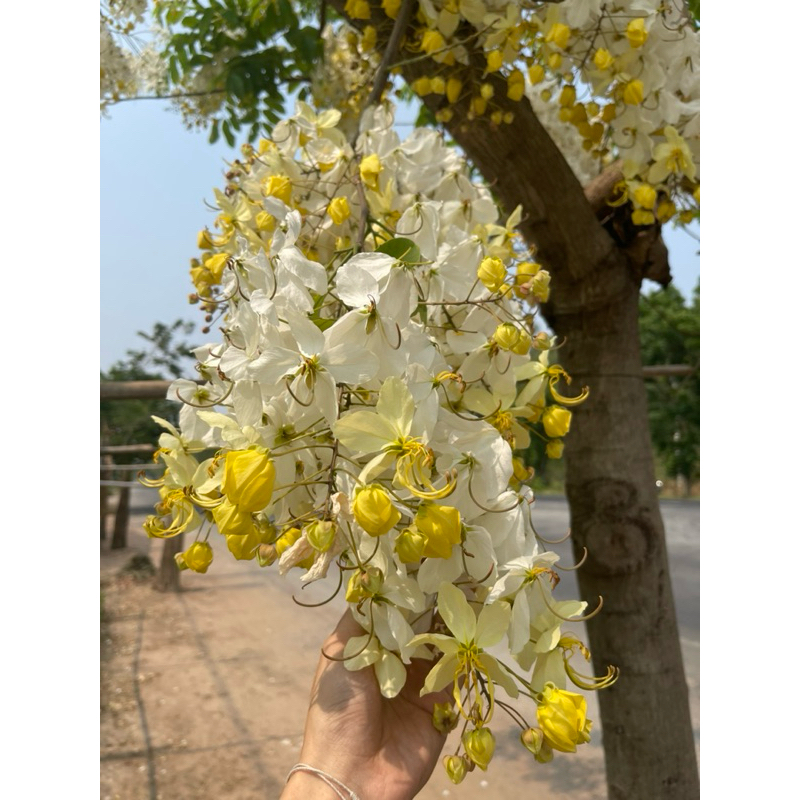 ต้นคูณสีขาว หายาก เพาะเมล็ดมีไม่เยอะนะคะ สินค้าเสียหายเคลมฟรีจ้า